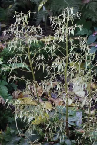 Saxifraga fortunei ssp. fortunei Bo-15-193