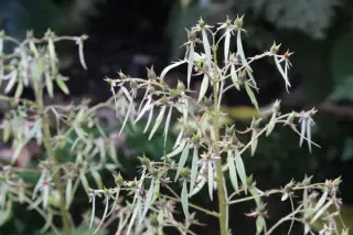Saxifraga fortunei ssp. fortunei Bo-15-193