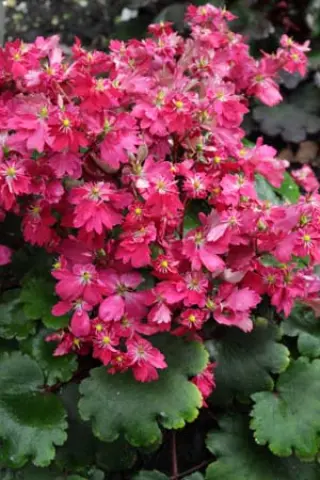Saxifraga fort. 'Gokka'