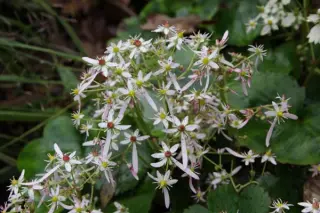 Saxifraga fort. 'Grind Rose'