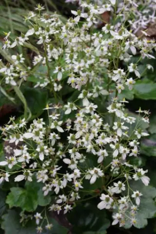 Saxifraga fort. 'Grind Rose'