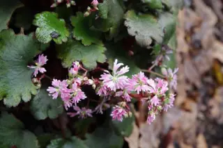 Saxifraga fort. 'Herbstwind'