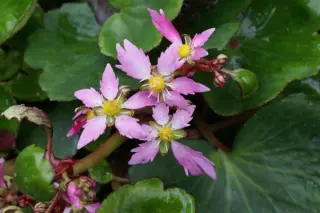 Saxifraga fort. 'Momosekisui'