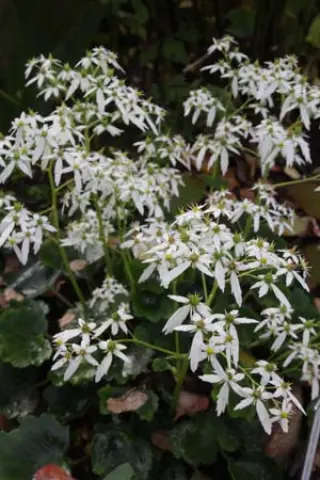 Saxifraga fort. ex 'October Snow'