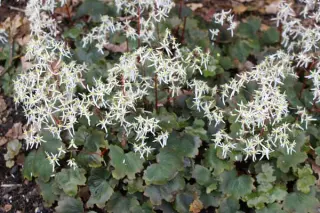 Saxifraga fort. 'Rubrifolia'