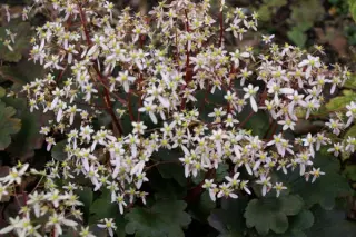 Saxifraga fort. 'Srika'