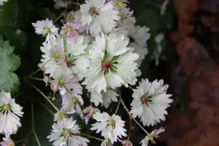 Saxifraga fort. 'Tanz Des Kranichs'