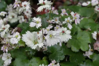 Saxifraga fort. 'Tanz Des Kranichs'