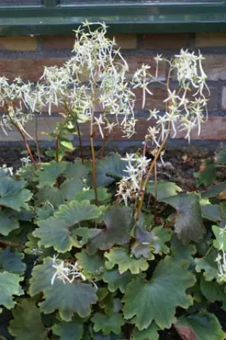 Saxifraga fort. 'Wada's Form'