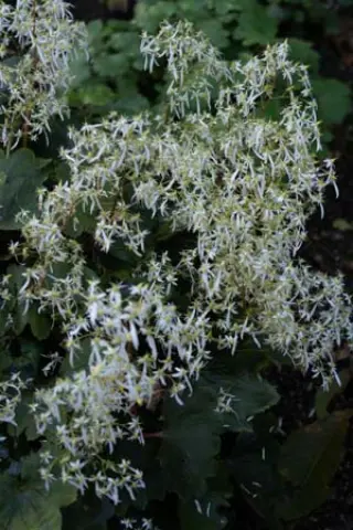 Saxifraga fort. 'Wada's Form'