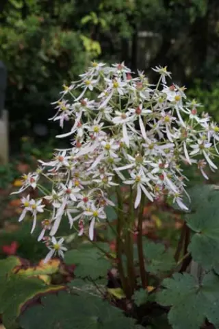 Saxifraga fort. 'Warmes Herz'