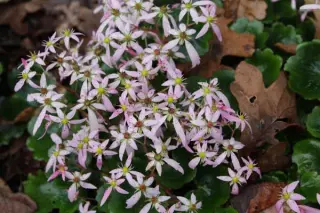 Saxifraga fort. 'Yunagi'