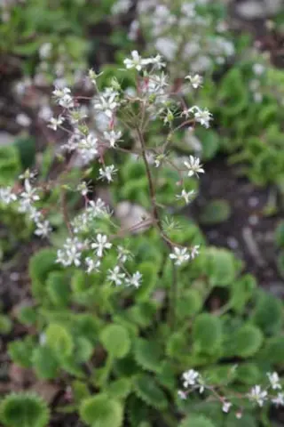 Saxifraga x geum 'Dentata'