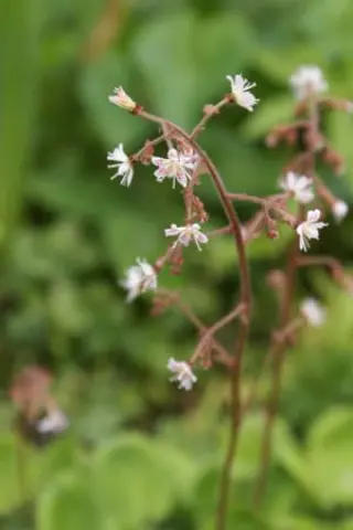 Saxifraga x geum 'Dixter Form'