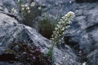 Saxifraga longifolia hybride