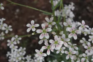 Saxifraga 'Monarch'