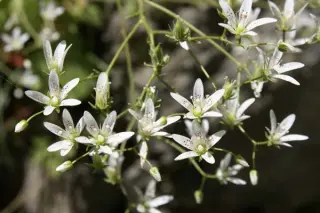 Saxifraga rotundifolia