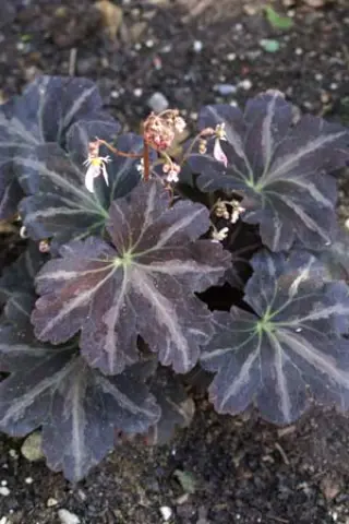 Saxifraga 'Silver Velvet' (Ruby Wedding)