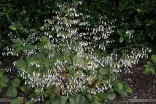 Saxifraga stolonifera 'Nezu Jinja'
