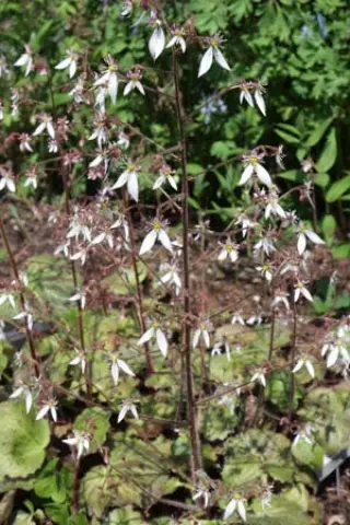 Saxifraga stolonifera 'Nezu Jinja'