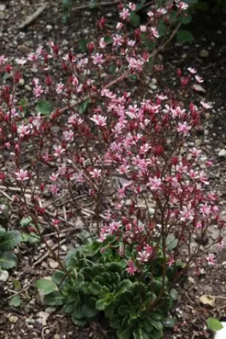 Saxifraga umbrosa 'Clarence Elliott'