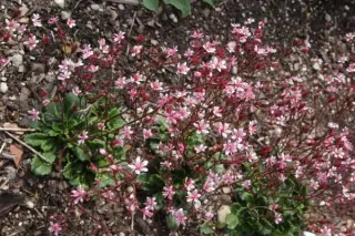 Saxifraga umbrosa 'Clarence Elliott'