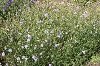 Scabiosa canescens