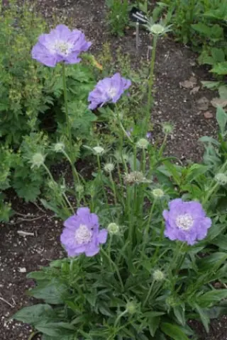 Scabiosa caucasica 'Blauer Atlas'