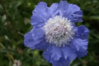 Scabiosa caucasica 'Blausiegel'
