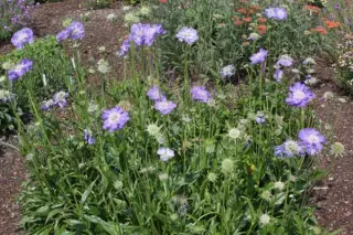 Scabiosa caucasica 'Blausiegel'