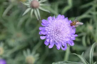 Scabiosa columbaria 'Nana'