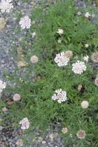 Scabiosa crenata