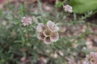 Scabiosa crenata
