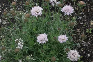 Scabiosa georgica