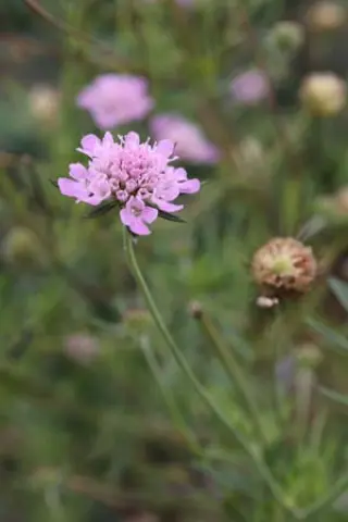 Scabiosa hladnikiana (syn cinerea)