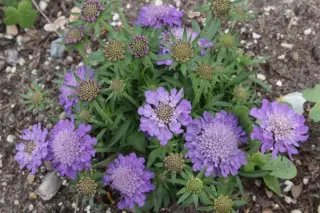 Scabiosa japonica 'Ritz Blue'