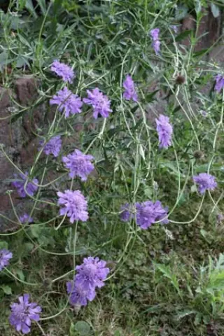 Scabiosa lachnophylla 'Blue Horizon'