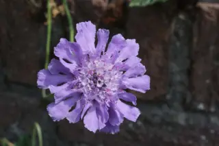 Scabiosa lachnophylla 'Blue Horizon'
