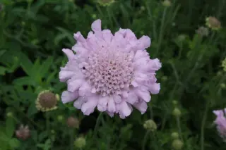 Scabiosa 'Little Emily'