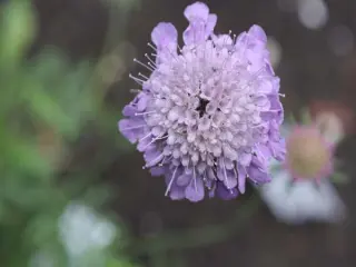 Scabiosa lucida ssp. stricta