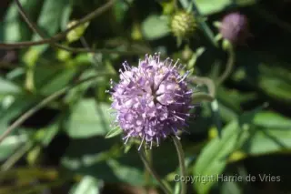 Scabiosa lucida