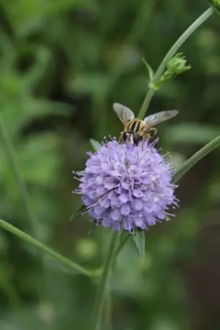 Scabiosa lucida