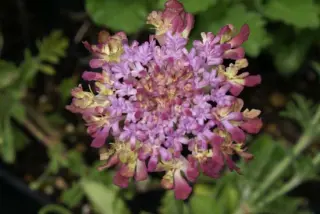 Scabiosa 'Miss Haversham'