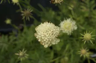 Scabiosa ochroleuca 'Moondance'