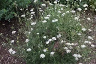 Scabiosa ochroleuca (ex Lago di Ledro)