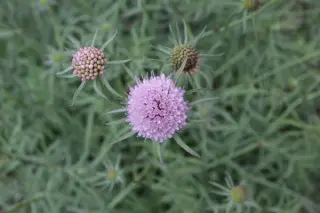 Scabiosa owerinii