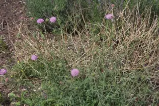 Scabiosa owerinii