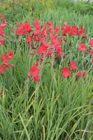 Schizostylis coccinea 'Major'
