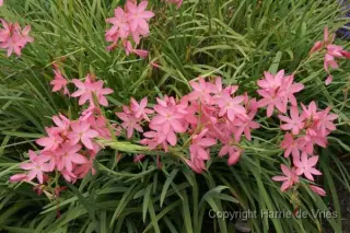 Schizostylis coccinea 'Tambara'