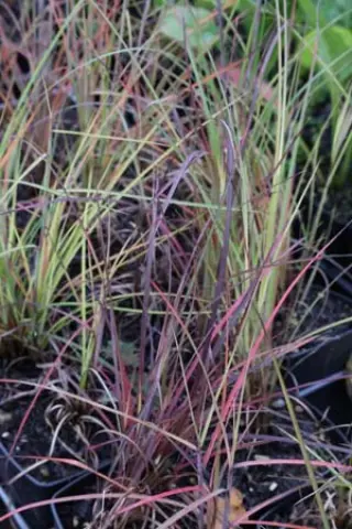 Schizachyrium scoparius 'Blaze'